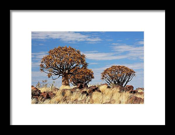 Quiver Tree Framed Print featuring the photograph Quiver Tree Forest - Namibia by Jlr