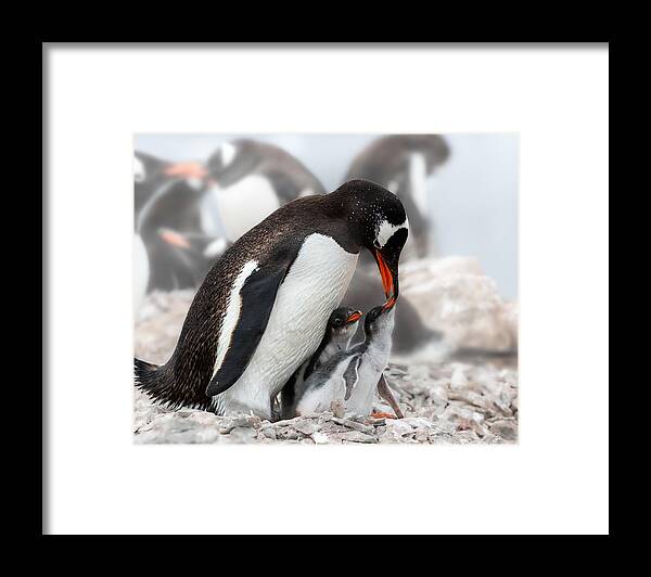 Antarctica Framed Print featuring the photograph "i Am Hungry" No. 2 by Siyu And Wei Photography