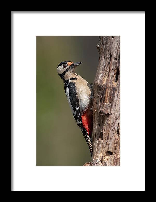 Birds;nature;wildlife;outdoor;animals Framed Print featuring the photograph "i Saw You ...photographer" by Marco Gentili