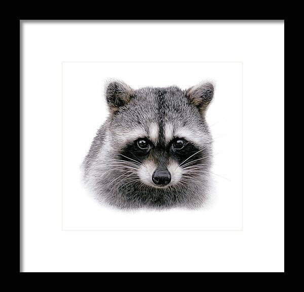 Raccoons Framed Print featuring the painting Raccoon by Aron Gadd