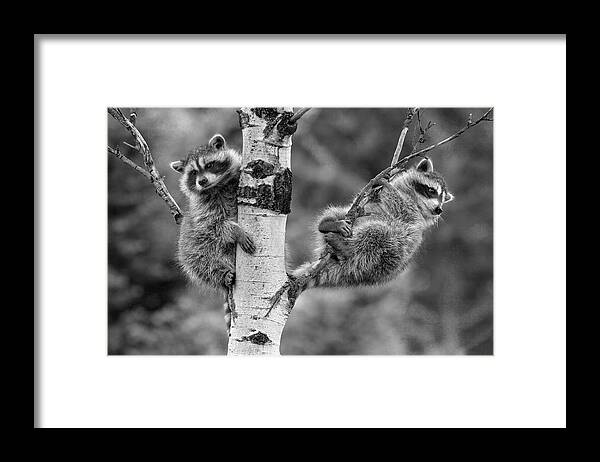 Disk1215 Framed Print featuring the photograph Raccoon Babies Exploring by Tim Fitzharris