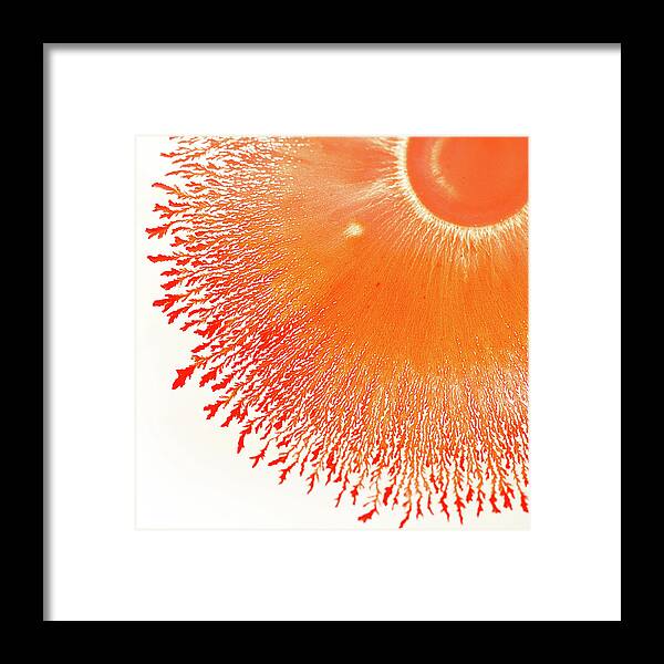 Orange Color Framed Print featuring the photograph Radial Pattern In Orange by Michael Adendorff