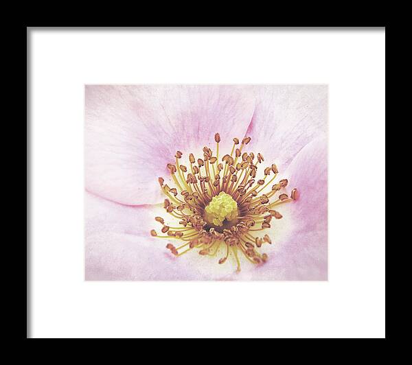Rose Framed Print featuring the photograph Radiant Center by Lupen Grainne