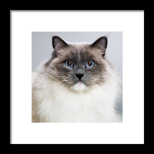 Pets Framed Print featuring the photograph Ragdoll Cat, Close-up, Portrait by Thomas Barwick