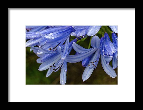 Alii Kula Lavender Farm Framed Print featuring the photograph Rain Drops on Blue Flower by Jeff Phillippi