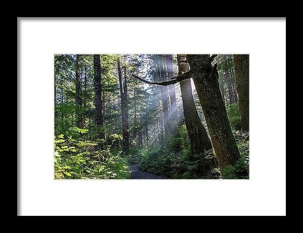 Background Framed Print featuring the photograph Rain Forest at La Push by Ed Clark