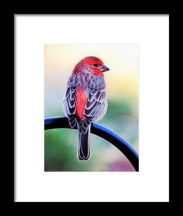 Finches Framed Print featuring the photograph Rainbow Finch by Lori Frisch