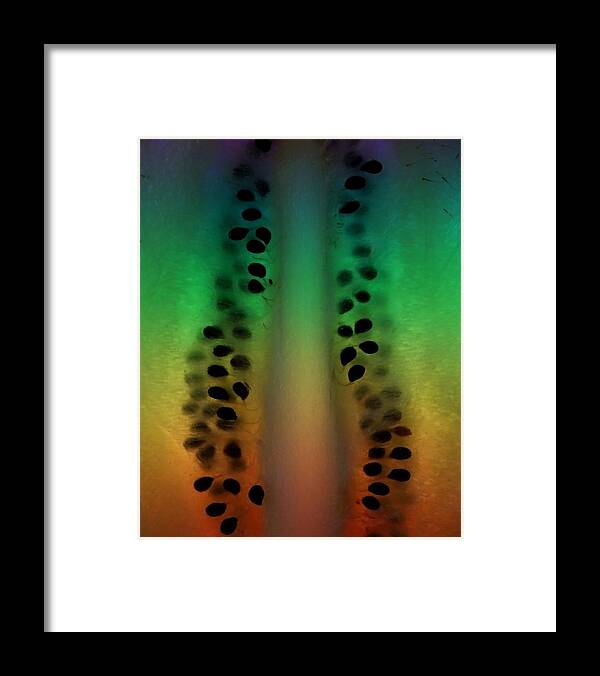 Kiwi Framed Print featuring the photograph Rainbow Fruit by Ivan Lesica