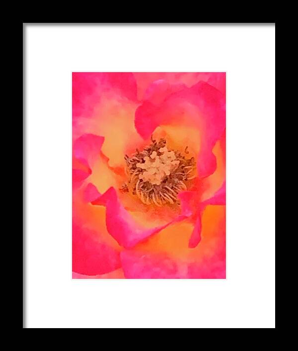 Rose Framed Print featuring the photograph Rainbow Sherbet by Tiesa Wesen