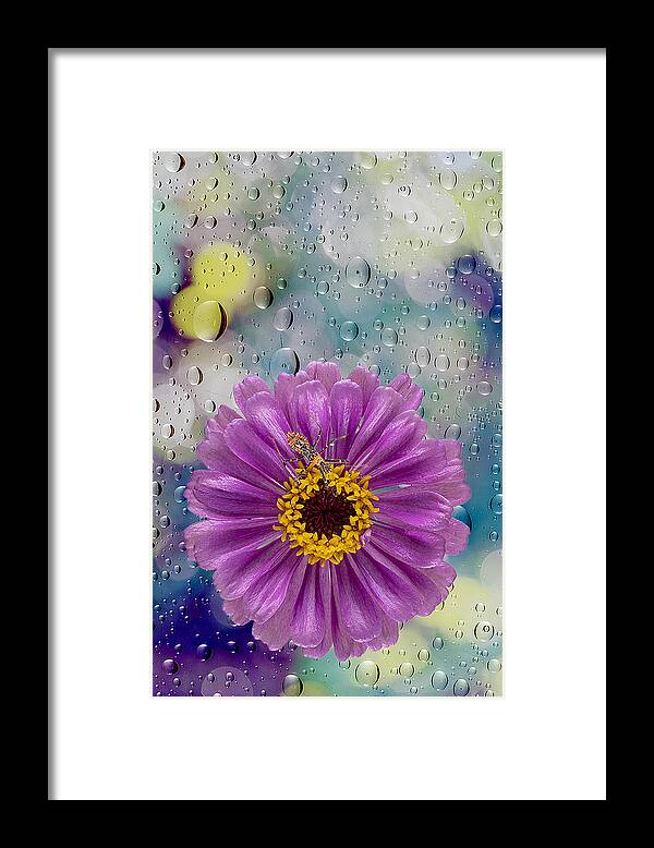 Flower Framed Print featuring the photograph Raindrop Realm by Michele Jackson