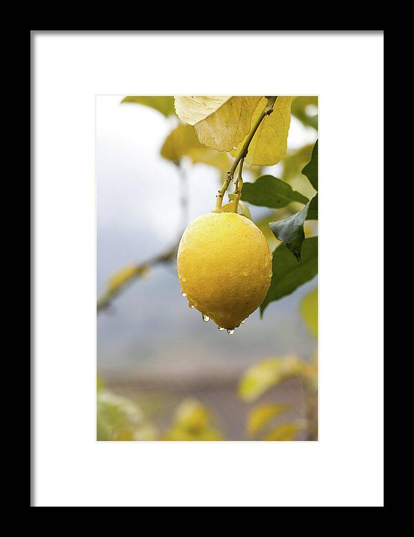 Hanging Framed Print featuring the photograph Raindrops Dripping From Lemons by Guido Mieth