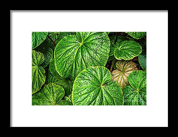 Colors Framed Print featuring the photograph Raindrops on Green Leaves by Roslyn Wilkins
