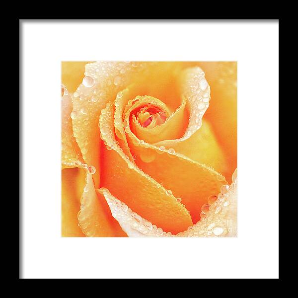 Rose Framed Print featuring the photograph Raindrops on the Heart of a Yellow Rose by Anita Pollak
