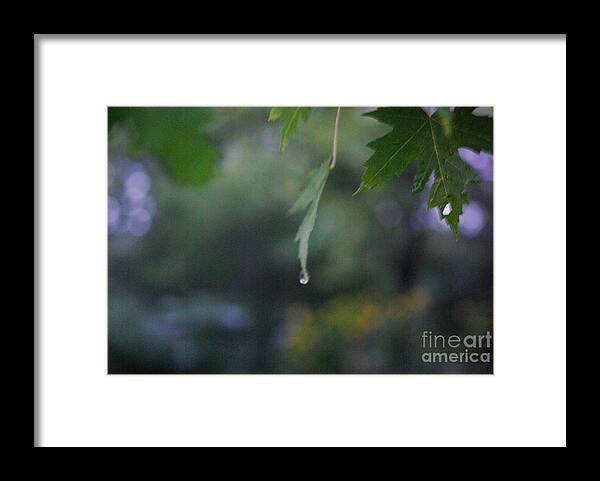 Nature Framed Print featuring the photograph Raining by Frank J Casella