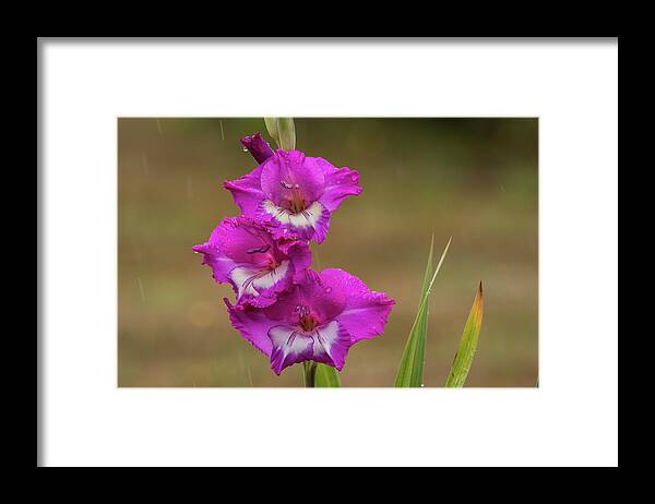 Astoria Framed Print featuring the photograph Rainy Day Glads by Robert Potts