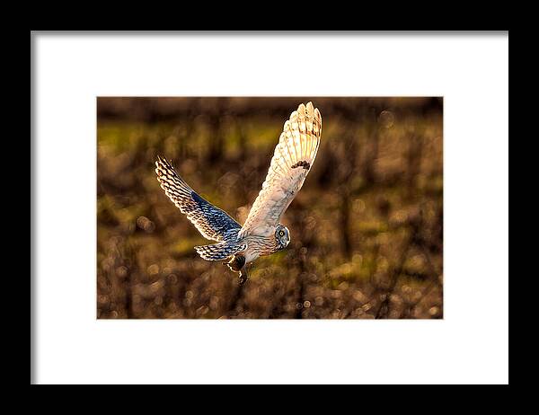  Framed Print featuring the photograph Raptor Attack by Paige Huang