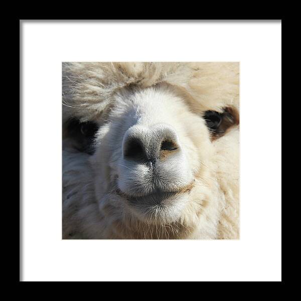 Alpaca Framed Print featuring the photograph Ready For My Close Up by Bari Rhys