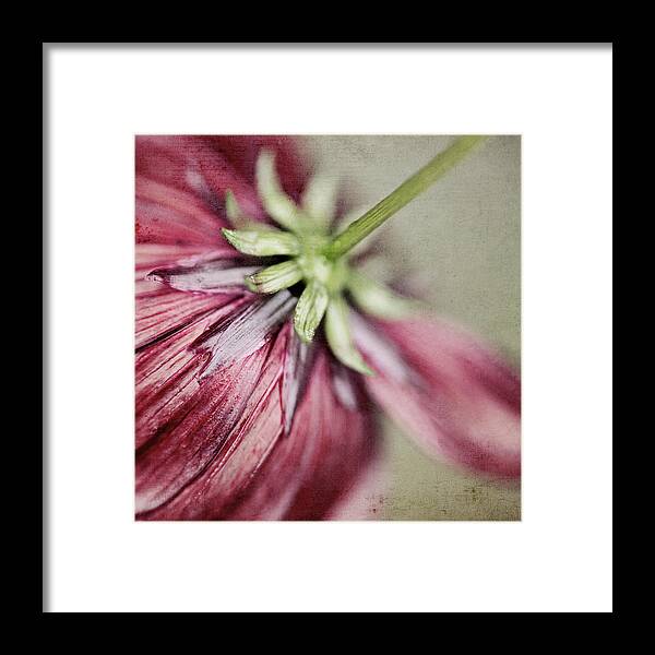 Oberhausen Framed Print featuring the photograph Rear View Of Flower by Silvia Otten-nattkamp Photography