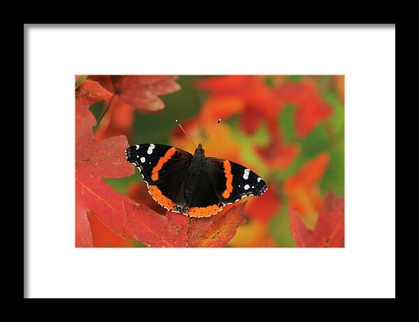 Autumncollection Framed Print featuring the photograph Red Admiral Butterfly, Lost Maples State Park, Texas, Usa by Rolf Nussbaumer / Naturepl.com