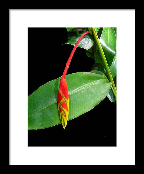 Red Framed Print featuring the photograph Red and Yellow Heleconia Flower by L Bosco