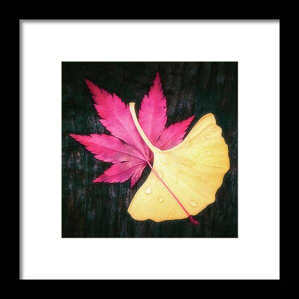 Autumn Framed Print featuring the photograph Red and Yellow by Philippe Sainte-Laudy