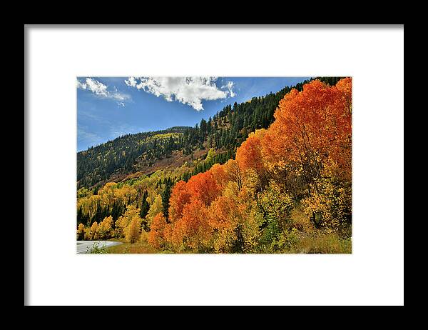 Colorado Framed Print featuring the photograph Red Aspens Along Highway 133 by Ray Mathis