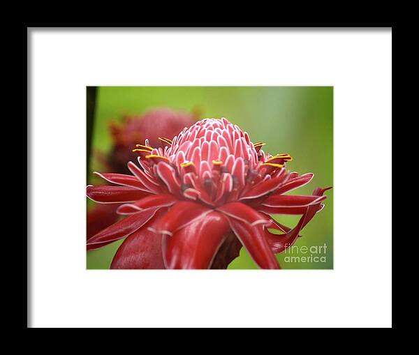 Flower Framed Print featuring the photograph Red Beauty by Cassandra Buckley