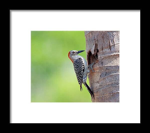 Animal Themes Framed Print featuring the photograph Red-bellied Woodpecker by Guillermo Armenteros, Dominican Republic.