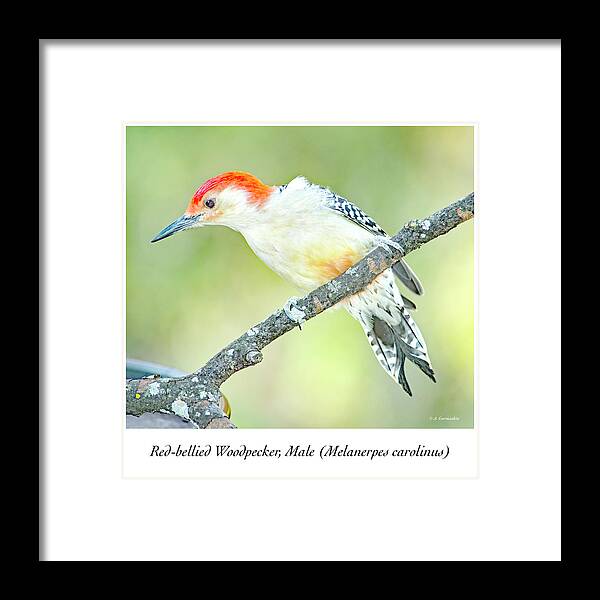 Red-bellied Woodpecker Framed Print featuring the photograph Red Bellied Woodpecker, Male by A Macarthur Gurmankin