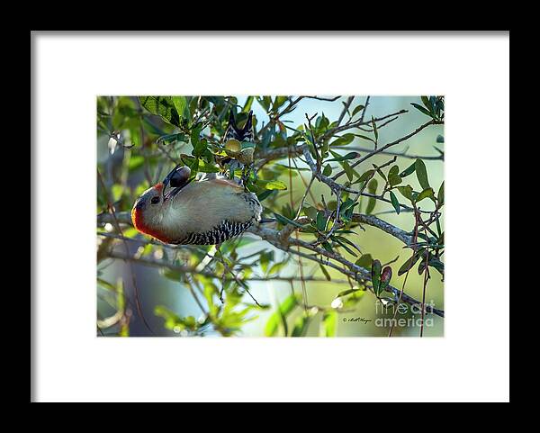 Woodpeckers Framed Print featuring the photograph Red-Bellied Woodpecker With Acorn by DB Hayes