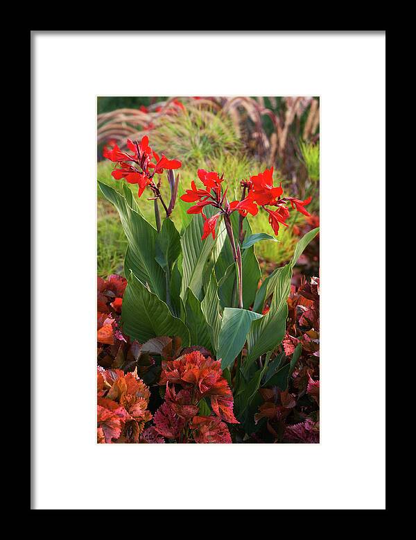 Garden Framed Print featuring the photograph Red cannas by Garden Gate magazine