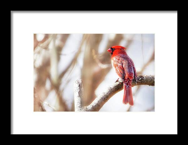 Songbird Framed Print featuring the photograph Red Cardinal by Copyright (c) Richard Susanto