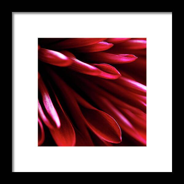 Red Chrysanthemum Close Up 02 Framed Print featuring the photograph Red Chrysanthemum Close Up 02 by Tom Quartermaine