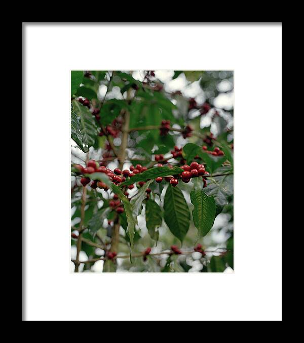 Outdoors Framed Print featuring the photograph Red Coffee Cherry Beans On Tree by Livia Corona