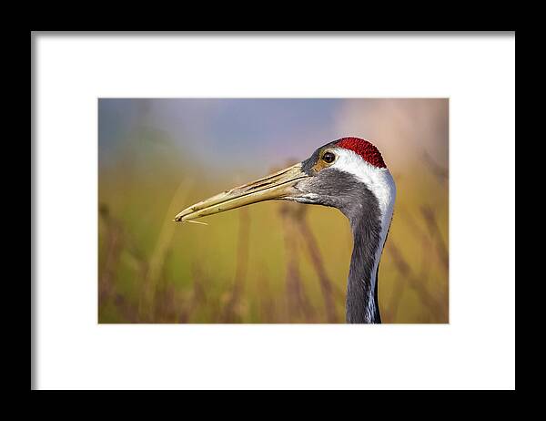 China Framed Print featuring the photograph Red Crowned Crane Closeup Zhangye Wetland Park Gansu China by Adam Rainoff