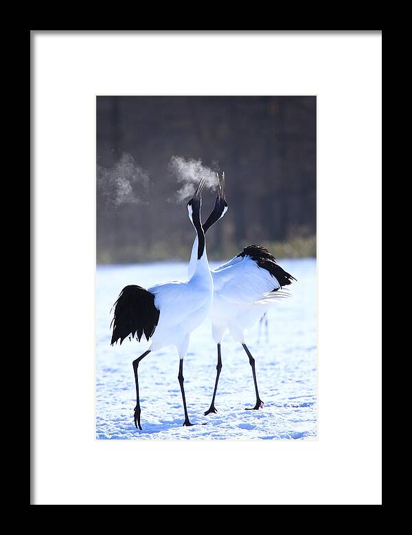 Hokkaido Framed Print featuring the photograph Red-crowned Crane by Piterpan