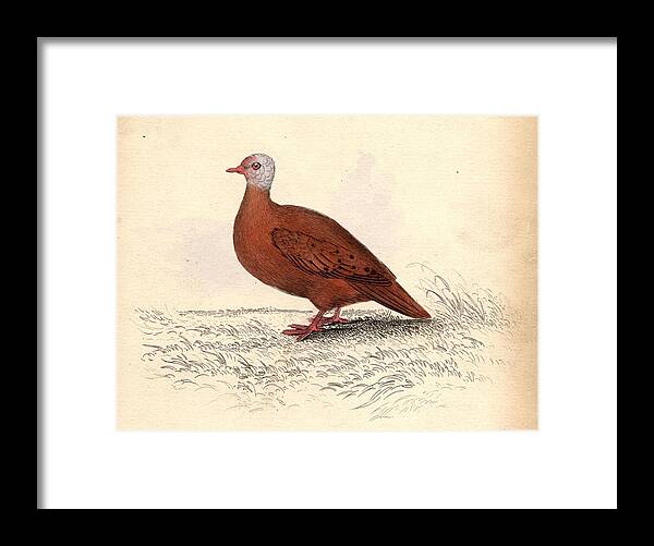 Animal Themes Framed Print featuring the digital art Red Dove by Hulton Archive