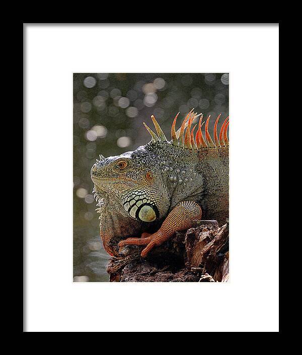 Dec 8 16-1917 Framed Print featuring the photograph RED DRAGON - cr by Jennifer Robin