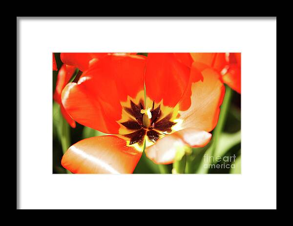 Red Framed Print featuring the photograph Red Emporer Tulip by Rich Collins