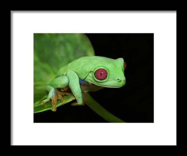 Red Eyed Tree Frog Framed Print featuring the photograph Red Eye Frog by Ferdinando Valverde