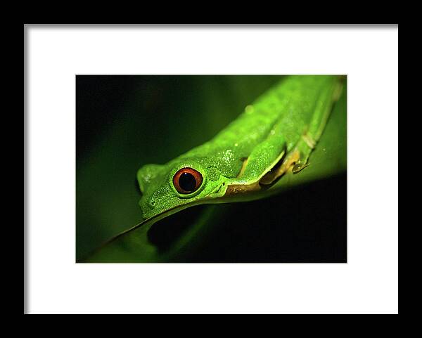 Animal Wildlife Framed Print featuring the photograph Red-eyed Tree Frog by By Sathish Jothikumar
