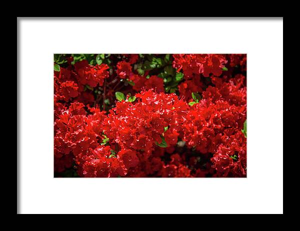 Flowers Framed Print featuring the photograph Red Flowers by Lora J Wilson