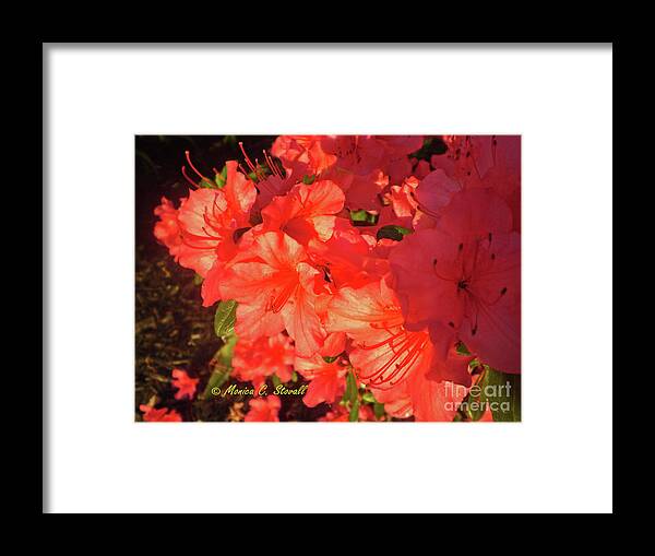 Azalea Framed Print featuring the photograph Red Flowers No. R13 by Monica C Stovall