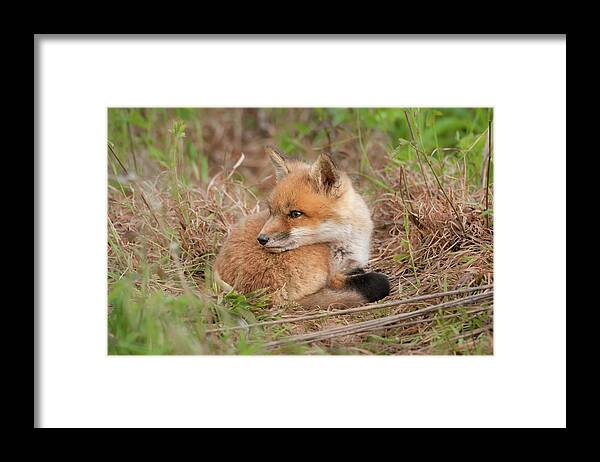 Red Fox Kit Watching Over Shoulder Framed Print featuring the photograph Red Fox Kit - Watching Over Shoulder by Todd Henson