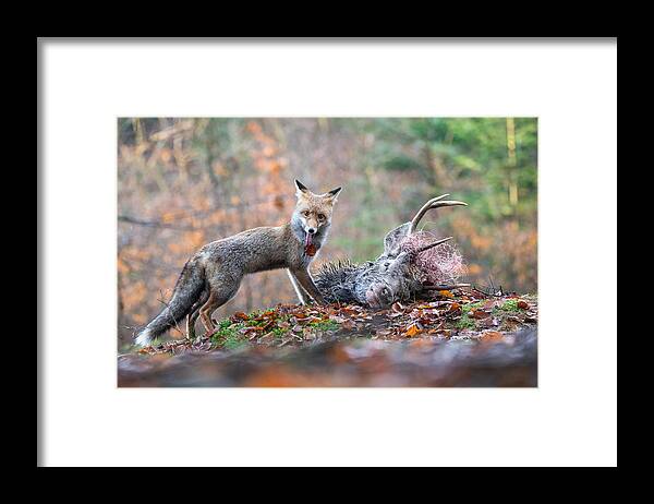 Red Framed Print featuring the photograph Red Fox, Vulpes Vulpes by Petr Simon