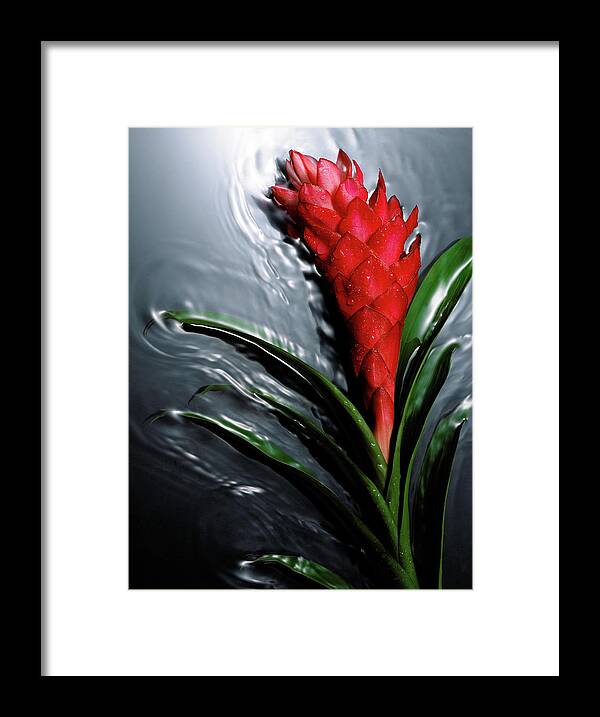 Red Ginger Framed Print featuring the photograph Red Ginger Flower Alpinia Purpurata On by Jaime Chard
