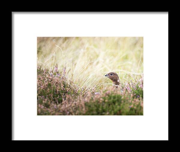 Female Red Grouse Framed Print featuring the photograph Red Grouse by Anita Nicholson