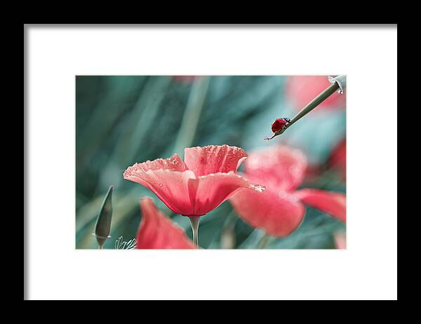 Red Framed Print featuring the photograph Red Ink Refill by Fabien Bravin