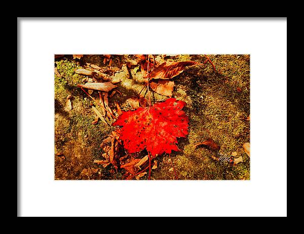 Fall Framed Print featuring the photograph Red Leaf on mossy rock by Meta Gatschenberger
