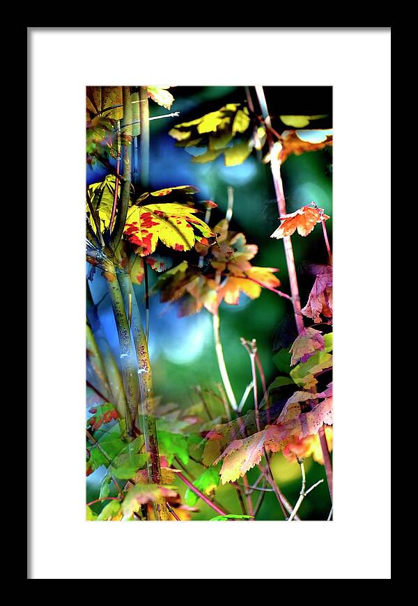 Nature Framed Print featuring the photograph Red Maple Yellow by Jerry Sodorff